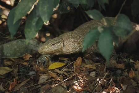 Monitor Lizard in the wild in Sri Lanka