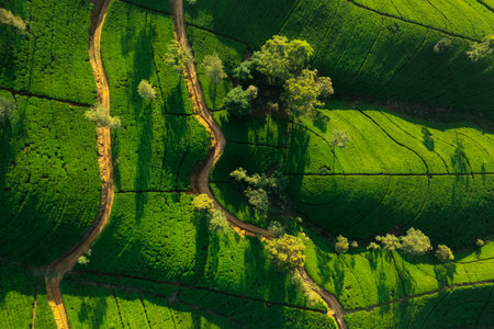 Aerial top view of panorama of green tea plantation in up country near Nuwara Eliya, Sri Lanka. High...