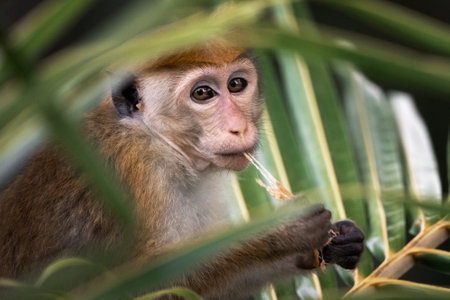 Close-up portrait of a young hungry monkey looking directly at the camera, sitting on a palm leaf...