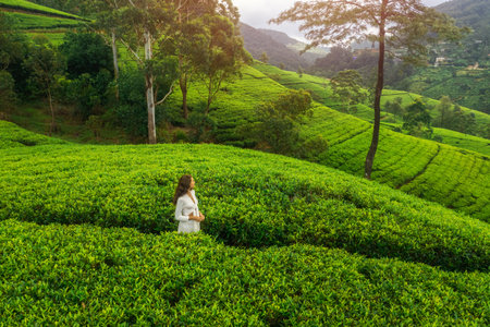 Aerial Drone View of Green Tea Plantations Landscape with Woman Traveler