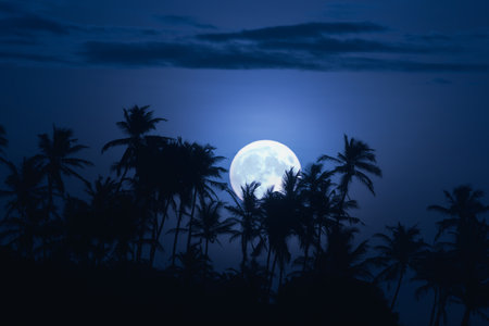 Tropical Landscape of a Full Moon, Palm Trees in the Night Skys Backgroundの写真素材