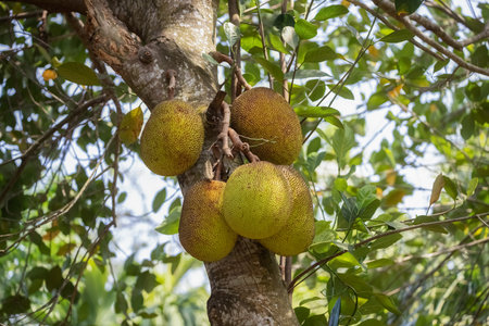 Asian Fruit. Jack Fruit Ripening on a Tree Branch Among Green Foliage