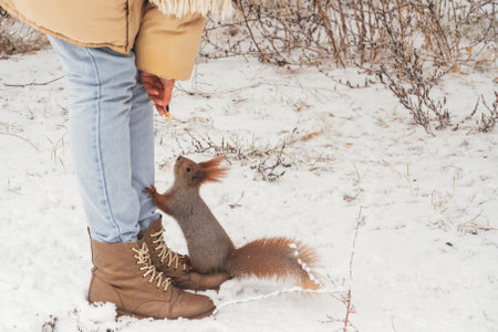 Hungry Park Squirrel and Kind Girl in Winter Forest. Animals Feedingの写真素材