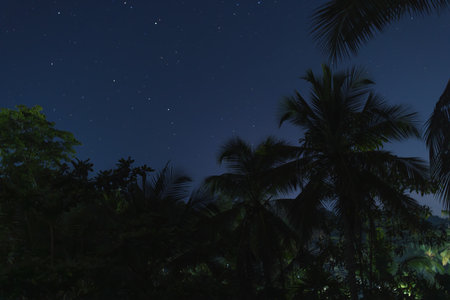 Starry Night Sky Over Tropical Palm Treesの写真素材