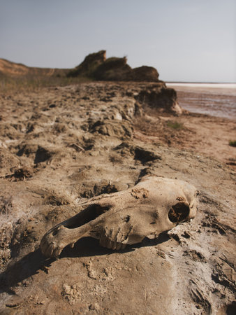 Animal Skull on Dry, Rocky Terrainの写真素材