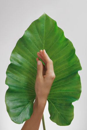 Hand Holding Large Green Leaf Close-upの写真素材