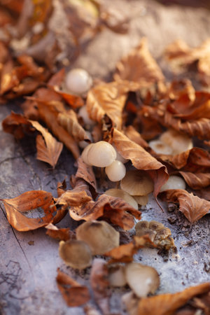 Autumn Forest Floor with Mushrooms and Fallen Leavesの写真素材