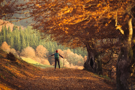 Woman Hiking on Autumn Morning in Scenic Forest Pathの写真素材