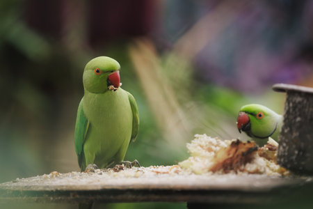Close-Up of Rose-Ringed Parakeets Feeding on Table in Tropical Settingの写真素材