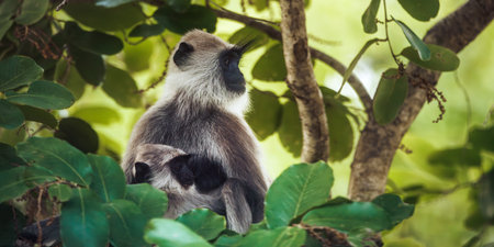 Mother Gray Langur with Baby Sitting in Tree Among Green Leaves in Natureの写真素材