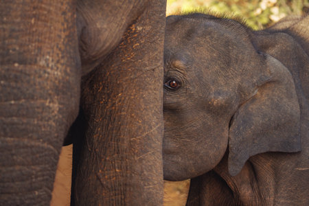 Elephant Calf Feeding And Nestled Close To Mother In Udawalawe National Parkの写真素材