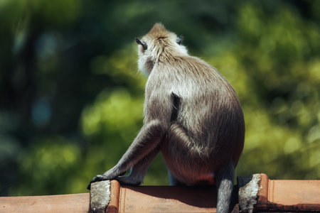 Wild Gray Langur Monkey Resting on a Rooftop in Lush Green Surroundingsの写真素材