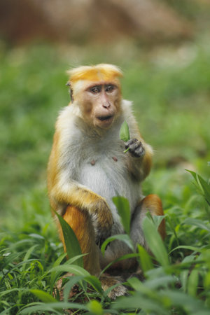 Toque Macaque Sitting In Grass At Royal Botanic Gardens, Peradeniya, Sri Lankaの写真素材