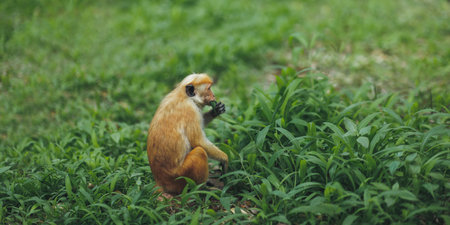 Wild Toque Macaque Resting On Rock In Royal Botanic Gardens, Sri Lankaの写真素材
