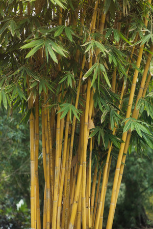 Golden Bamboo Cluster In Royal Botanic Gardens, Peradeniya, Sri Lankaの写真素材