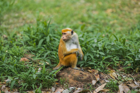 Toque Macaque Sitting In Grass At Royal Botanic Gardens, Peradeniyaの写真素材