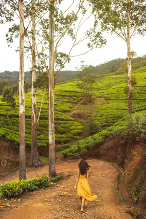 Woman in Yellow Dress Walking Through Lush Tea Plantations in Sri Lanka