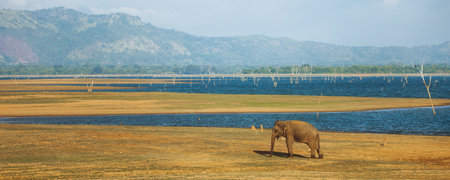 Elephant Grazing By Reservoir In Udawalawe National Park, Sri Lankaの写真素材
