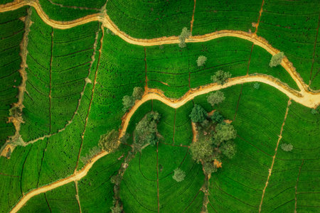 Aerial Drone Top View of Scenery Road Through Green Mountains Hills and Tea Plantations. Sri Lanka Natural Landscape.の写真素材