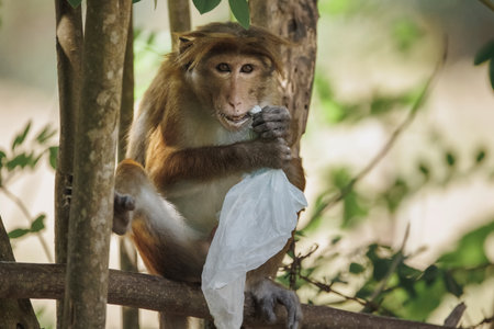 Plastic pollution in the jungle environmental problem. Monkey eating plastic bags, mistaking them...