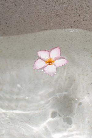 Single Pink Plumeria Flower Floating Peacefully In Clear Spa Waterの写真素材