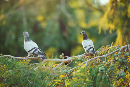 Two Pigeons Perched On Tree Branch In Sunlit Green Forest Environment