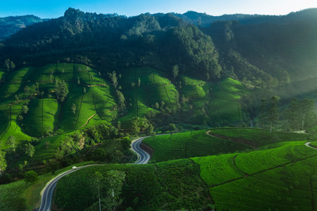 Aerial Drone View of Scenery Road Through Mountains Hills and Green Tea Plantations.