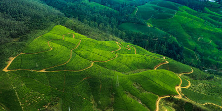 Aerial View Of Lush Green Tea Plantation Hills With Curved Pathways