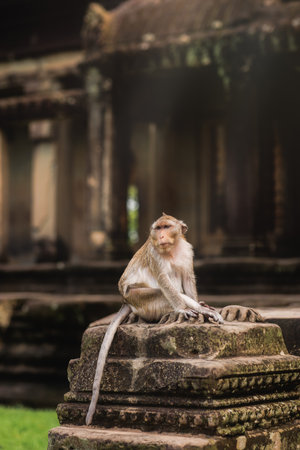 Wild Monkey Sitting On Ancient Stone Ruins At Angkor Wat Temple In Cambodiaの写真素材