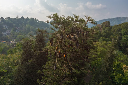 Pteropus Medius Bats Roosting On Tree In Royal Botanic Gardens Sri Lankaの写真素材