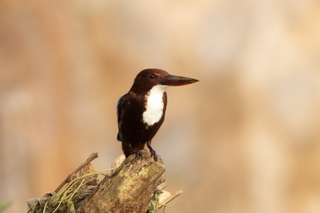 White-Throated Kingfisher Resting on Branchの写真素材