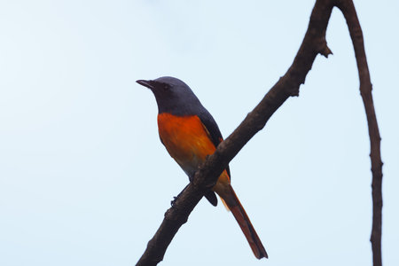 Scarlet Minivet with Vibrant Orange Plumage Perched on Tree Branch