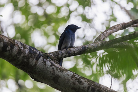 Close-Up of Black Drongo Perched on Tree Branch in Dense Green Foliageの写真素材
