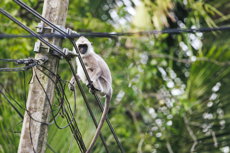 Gray Langur Monkey Sitting on Electric Wires in Urban Setting