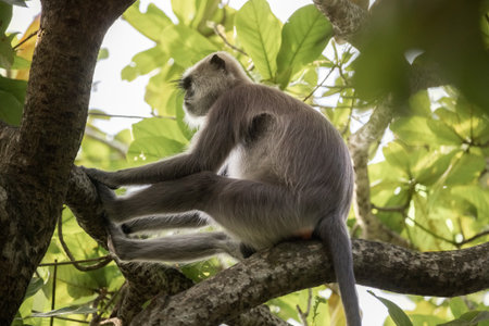 Gray Langur Monkey Resting On Tree Branch In Tropical Forest Habitatの写真素材