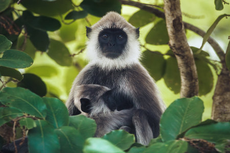 Gray Langur Monkey Sitting in Tree Surrounded by Green Foliage in Nature