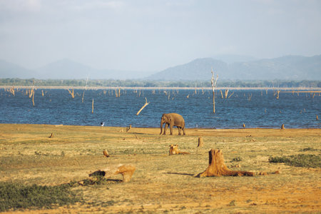Elephant Grazing Near Water With Mountain View In Udawalawe National Park