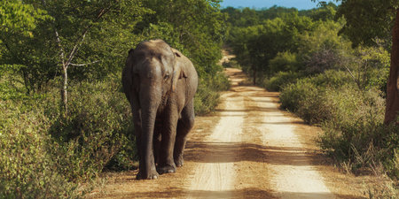 Wild Elephant Walking on Dirt Road in Udawalawe National Park, Sri Lankaの写真素材