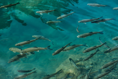 A Serene School of Brook Trout in a Sunlit Emerald Mountain Lake
