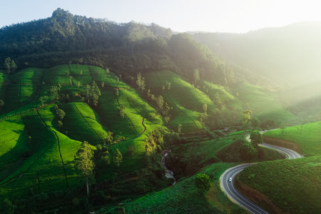 Scenic Winding Road Through Green Tea Plantation Hills At Sunriseの写真素材