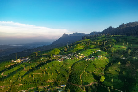 Aerial View Of Tea Plantations In Nuwara Eliya Sri Lanka With Mountainsの写真素材