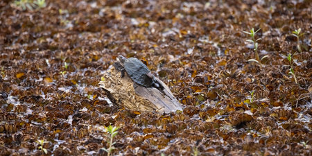 Turtle Resting on Log Among Dense Aquatic Plants in Kandy Lake, Sri Lanka