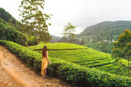 Woman in Yellow Dress Admiring Scenic Tea Fields in Sri Lankaの写真素材