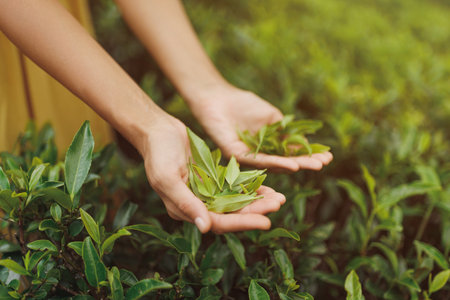 Close-Up of Hands Holding Freshly Picked Tea Leaves in Sri Lankan Plantationの写真素材