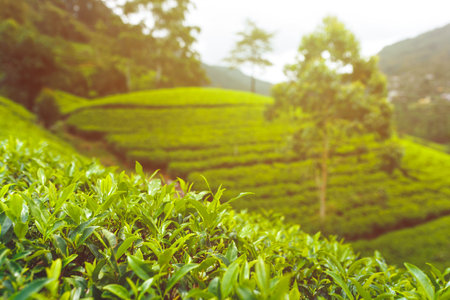 Close-Up of Green Tea Leaves in Lush Sri Lankan Tea Plantationsの写真素材