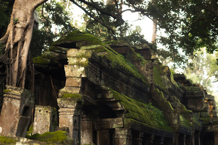 Moss Covered Angkor Temple Roof With Ancient Jungle Tree Canopy Aboveの写真素材