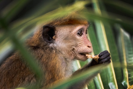 Wild Monkey Eating Food Hidden Among Green Tropical Jungle Leavesの写真素材