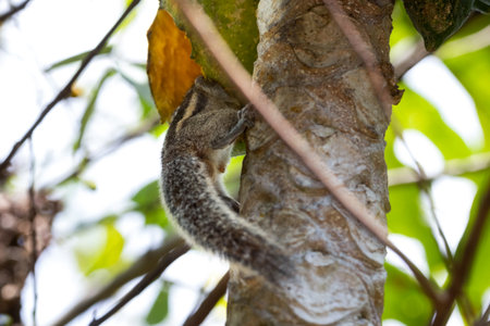 Tropical Squirrel Hiding Behind Tree Trunk With Tail Peeking Outの写真素材