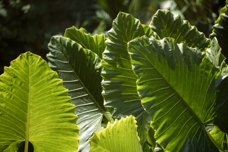 Vibrant Tropical Foliage Bathed In Sunlightの写真素材