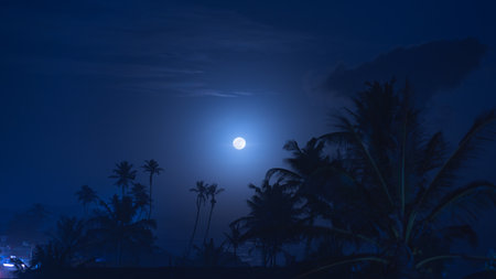 Full Moon Shining Over Tropical Palm Trees At Nightの写真素材